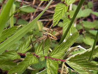 Pisaura mirabilis