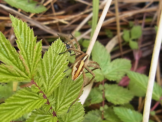 Pisaura mirabilis