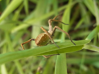 Pisaura mirabilis