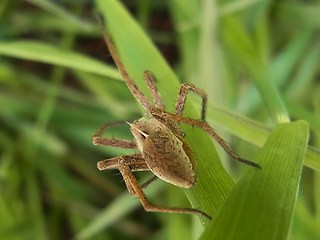 Pisaura mirabilis