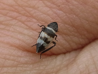 Planaphrodes sp.