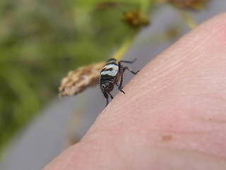 Planaphrodes sp.