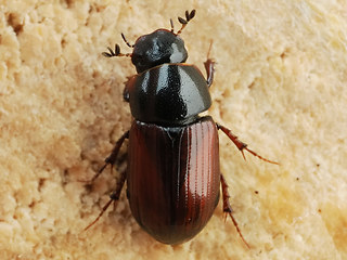 Planolinus fasciatus