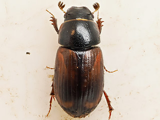 Planolinus fasciatus