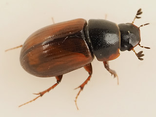Planolinus fasciatus