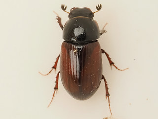 Planolinus planolinus_fasciatus