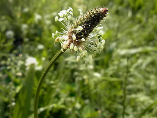 Plantago lanceolata