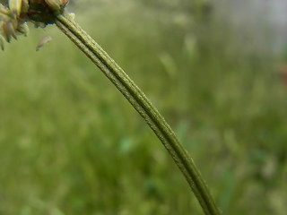 Plantago lanceolata