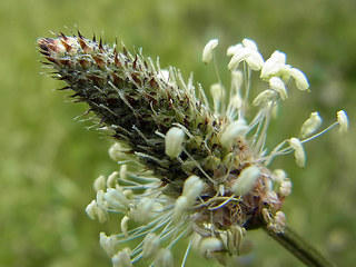 Plantago lanceolata