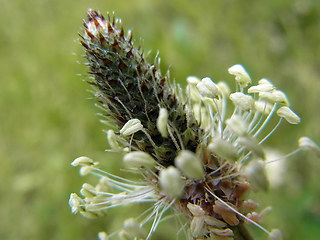 Plantago lanceolata