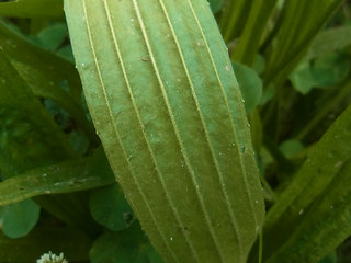 Plantago lanceolata