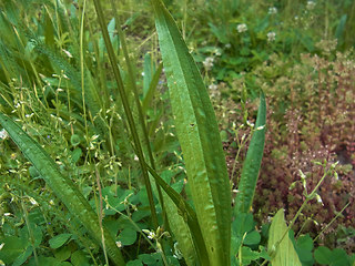 Plantago lanceolata