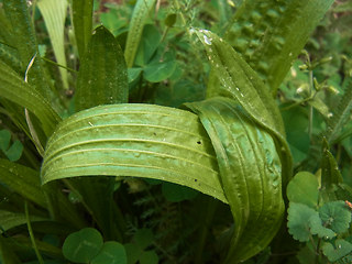 Plantago lanceolata