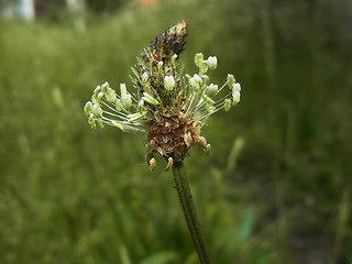 Plantago lanceolata