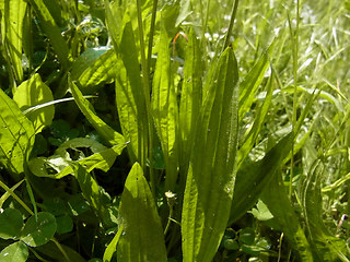 Plantago lanceolata