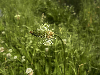 Plantago lanceolata