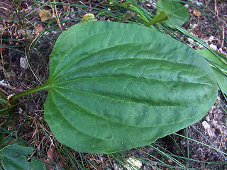 Plantago major