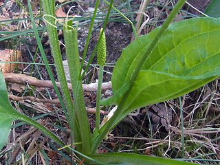 Plantago major