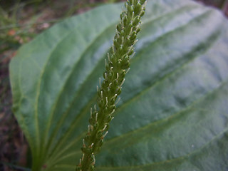 Plantago major