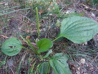 Plantago major