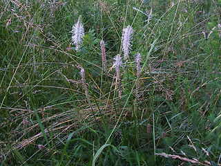 Plantago media