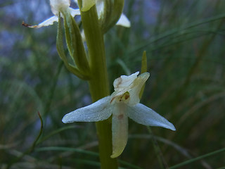 Platanthera bifolia