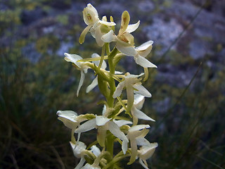 Platanthera bifolia