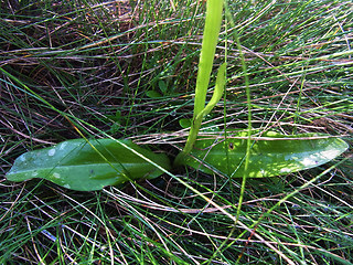 Platanthera bifolia