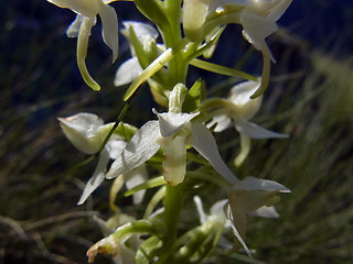 Platanthera bifolia