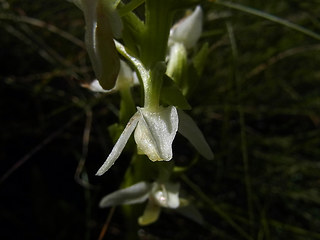 Platanthera bifolia