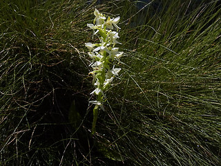 Platanthera bifolia