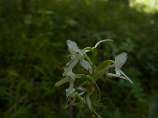 Platanthera bifolia