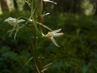 Platanthera bifolia