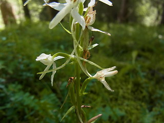 Platanthera bifolia