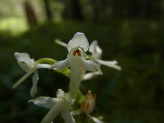 Platanthera bifolia