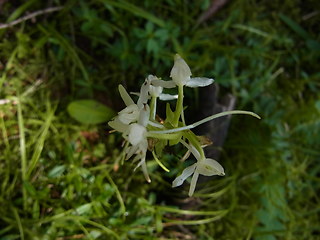 Platanthera bifolia