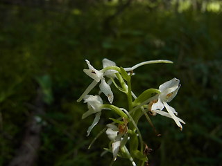 Platanthera bifolia