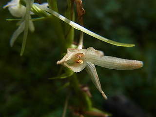 Platanthera bifolia