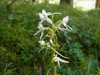 Platanthera bifolia