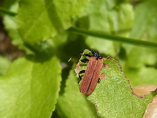 Platycis minutus