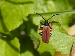 Platycis minutus