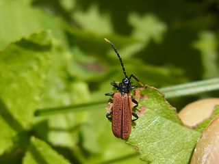 Platycis minutus