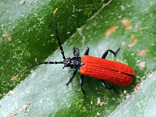 Platycis minutus