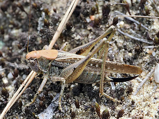 Platycleis albopunctata