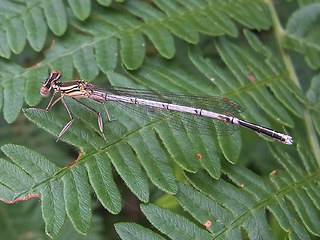 Platycnemis pennipes