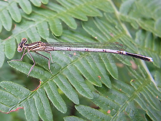 Platycnemis pennipes