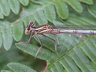 Platycnemis pennipes