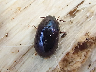 Platydema violaceum