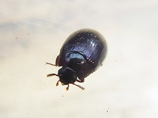 Platydema violaceum