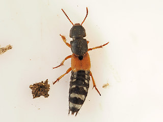 Platydracus stercorarius
